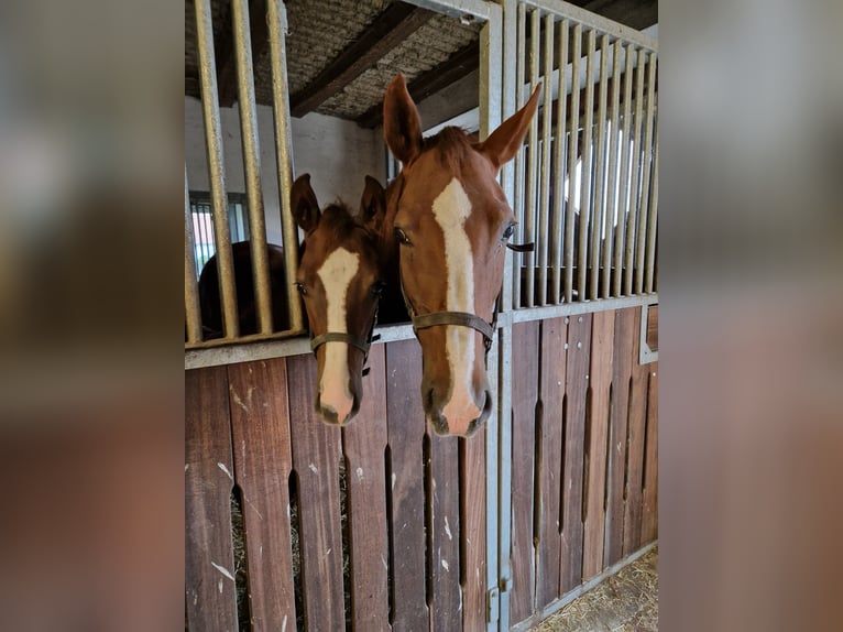Hanoverian Stallion 1 year 16,2 hh Chestnut in Stemshorn