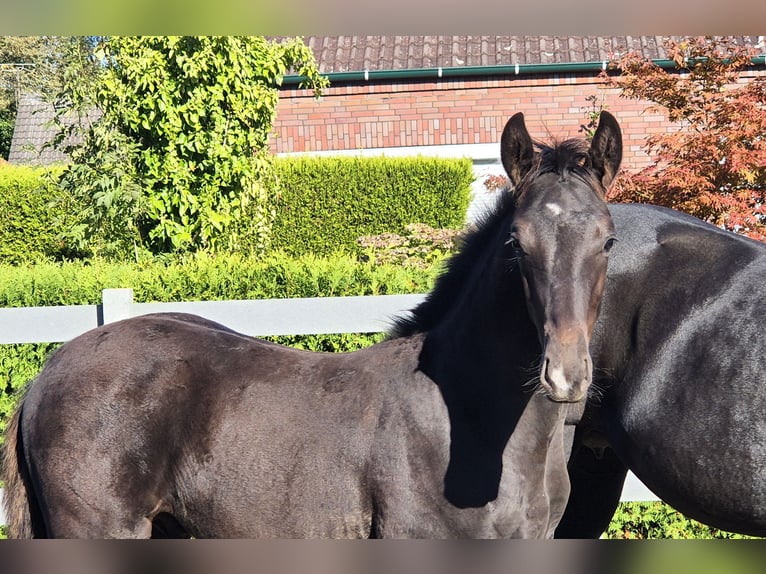 Hanoverian Stallion 1 year 16,2 hh in Ochtersum