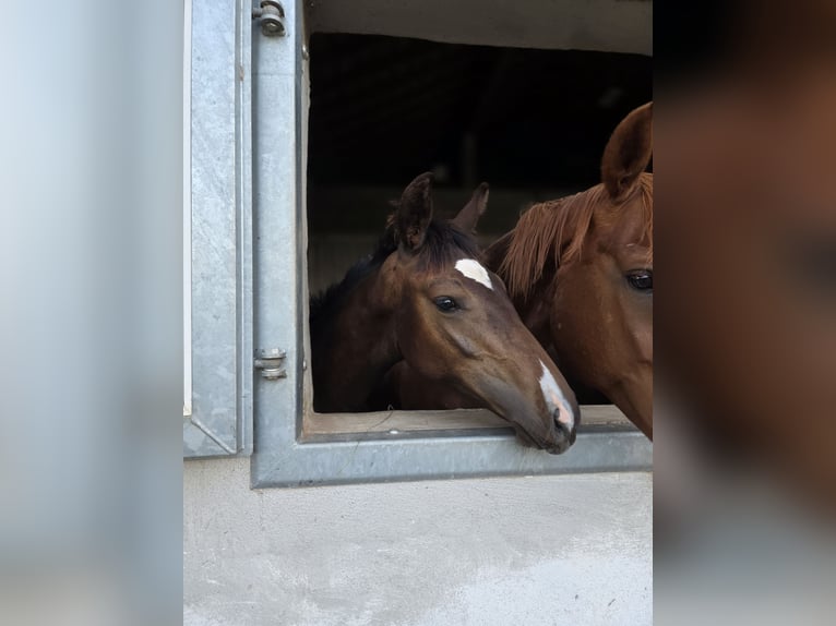 Hanoverian Stallion 1 year 16,2 hh Smoky-Black in Uettingen