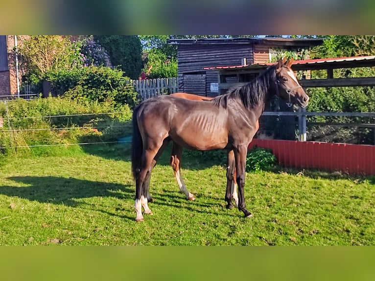 Hanoverian Stallion 1 year 16,3 hh Bay-Dark in Meldorf