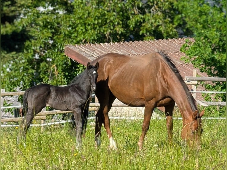 Hanoverian Stallion 1 year 16,3 hh Black in Herren-Sulzbach