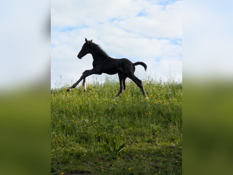 Hanoverian Stallion 1 year 16,3 hh Black in Herren-Sulzbach