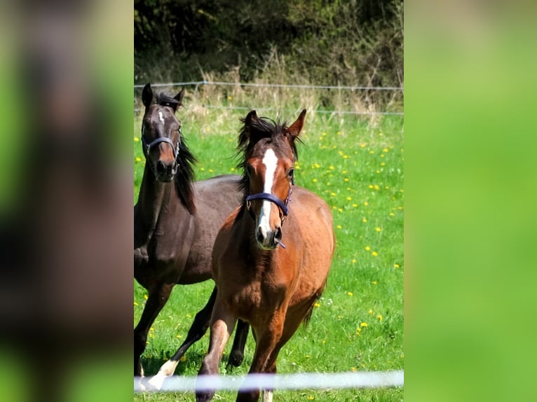 Hanoverian Stallion 1 year 16,3 hh Brown-Light in Hessisch Lichtenau