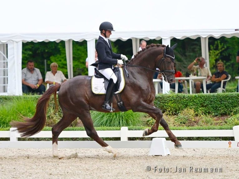 Hanoverian Stallion 1 year 16,3 hh Brown-Light in Hessisch Lichtenau