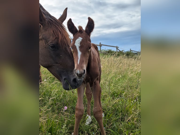 Hanoverian Stallion 1 year 16,3 hh Chestnut in Herren-Sulzbach