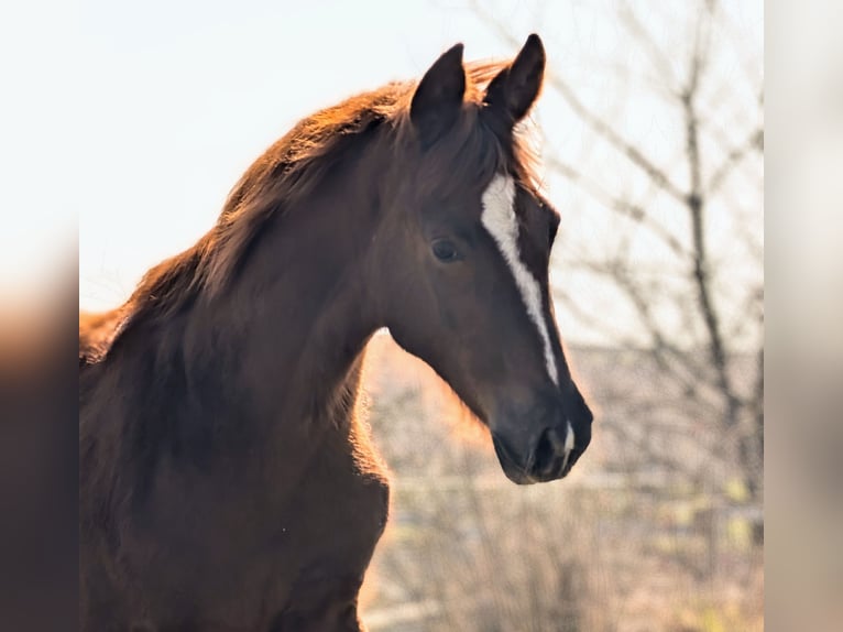 Hanoverian Stallion 1 year 16,3 hh Chestnut in Herren-Sulzbach