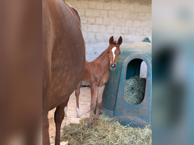 Hanoverian Stallion 1 year 16,3 hh Chestnut in Herren-Sulzbach