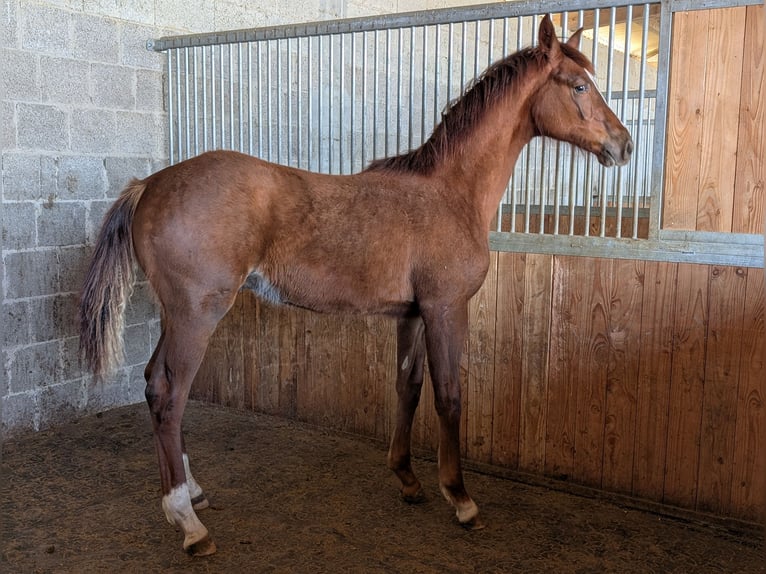 Hanoverian Stallion 1 year 16,3 hh Chestnut in Herren-Sulzbach