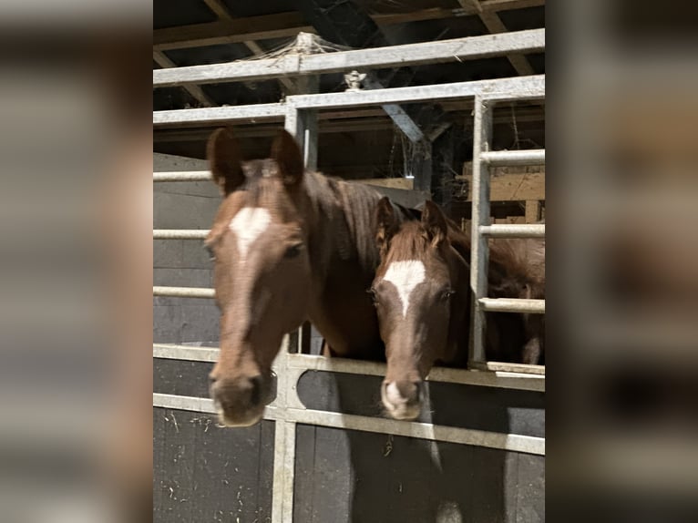 Hanoverian Stallion 1 year 16,3 hh Chestnut in Hadsten