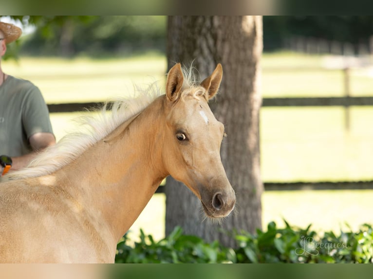 Hanoverian Stallion 1 year 16,3 hh Palomino in Ahaus