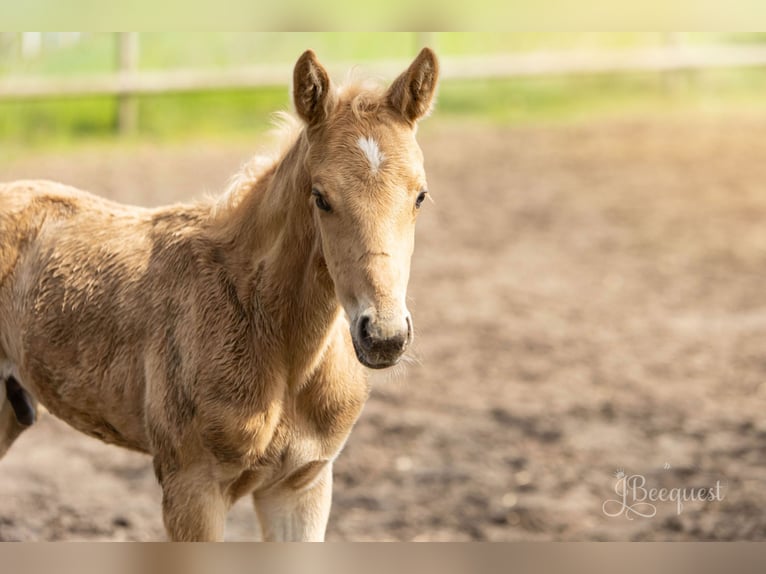 Hanoverian Stallion 1 year 16,3 hh Palomino in Ahaus