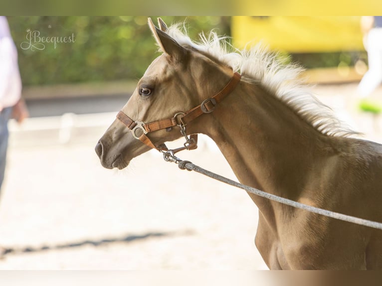Hanoverian Stallion 1 year 16,3 hh Palomino in Ahaus