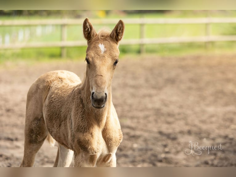 Hanoverian Stallion 1 year 16,3 hh Palomino in Ahaus