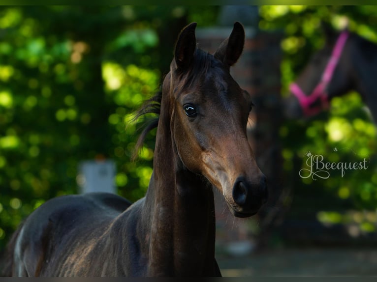 Hanoverian Stallion 1 year 16,3 hh Palomino in Ahaus