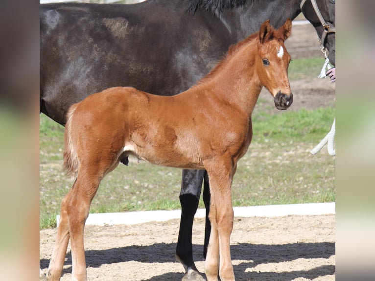 Hanoverian Stallion 1 year 17,2 hh Chestnut in Ratekau