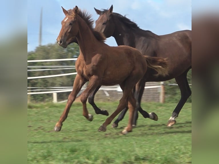 Hanoverian Stallion 1 year 17,2 hh Chestnut in Ratekau