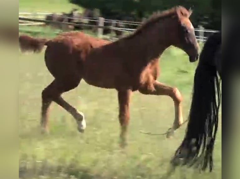 Hanoverian Stallion 1 year 17,2 hh Chestnut in Ratekau