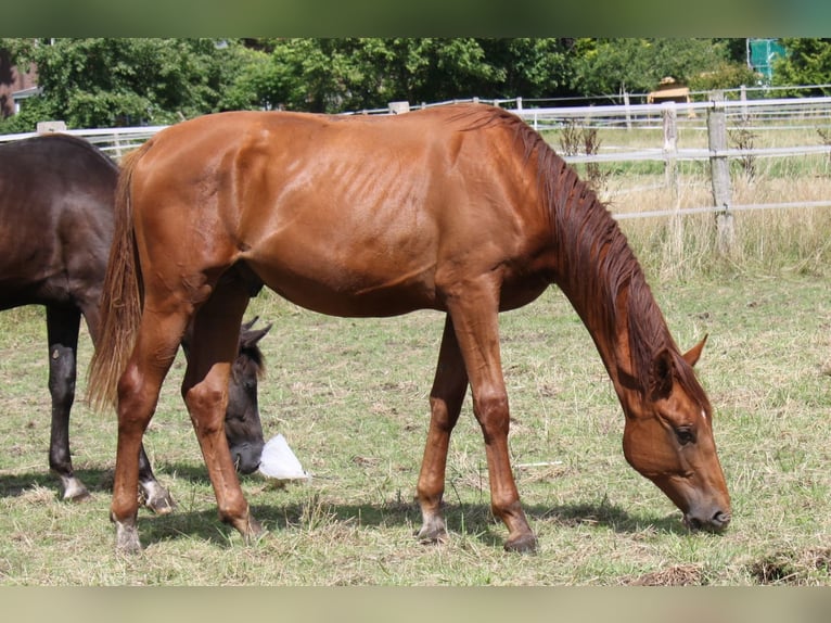 Hanoverian Stallion 1 year 17,2 hh Chestnut in Ratekau