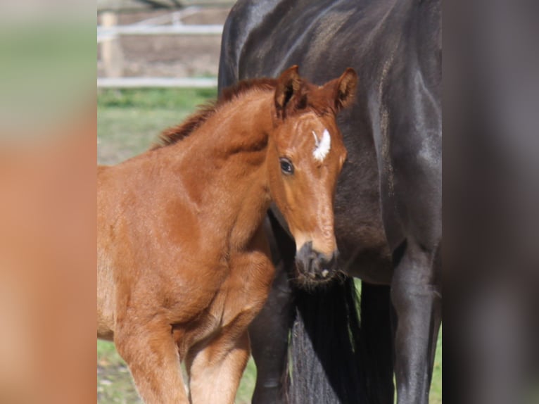 Hanoverian Stallion 1 year 17,2 hh Chestnut in Ratekau