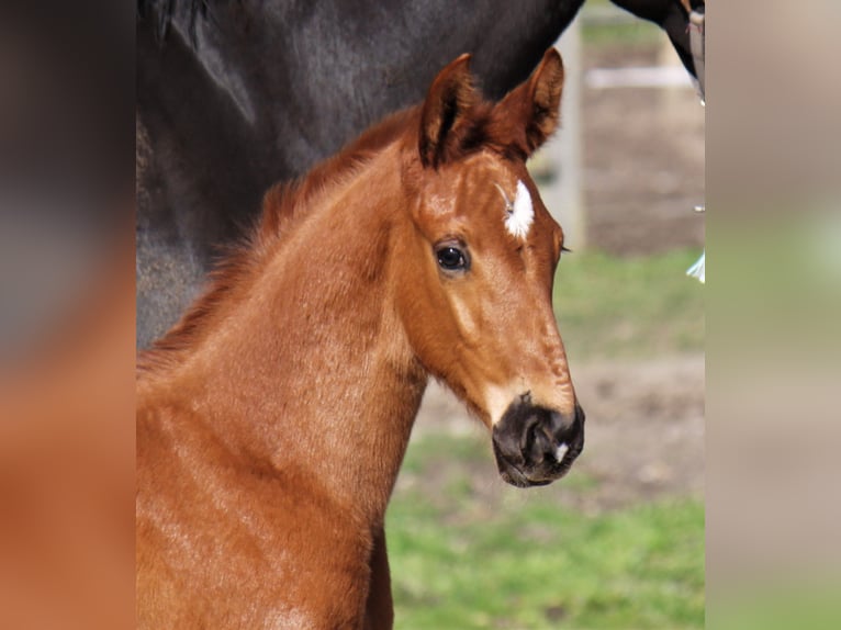 Hanoverian Stallion 1 year 17,2 hh Chestnut in Ratekau