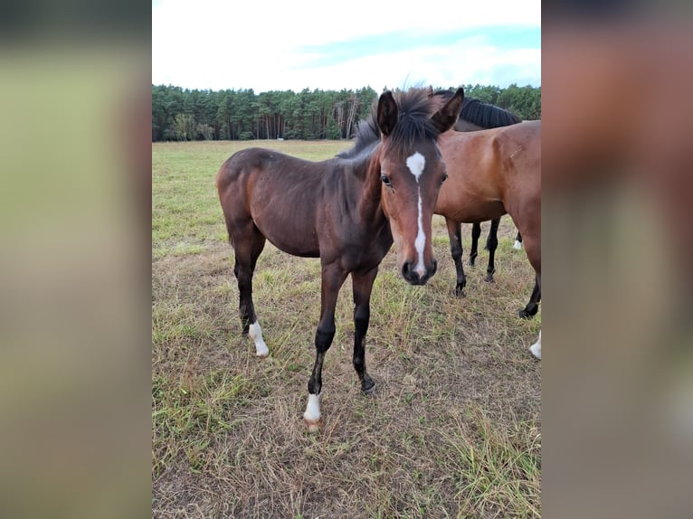 Hanoverian Stallion 1 year 17 hh Bay-Dark in Lutherstadt Wittenberg