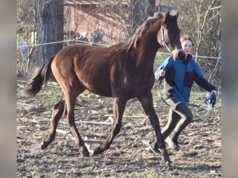 Hanoverian Stallion 1 year 17 hh Bay-Dark in Magdeburg