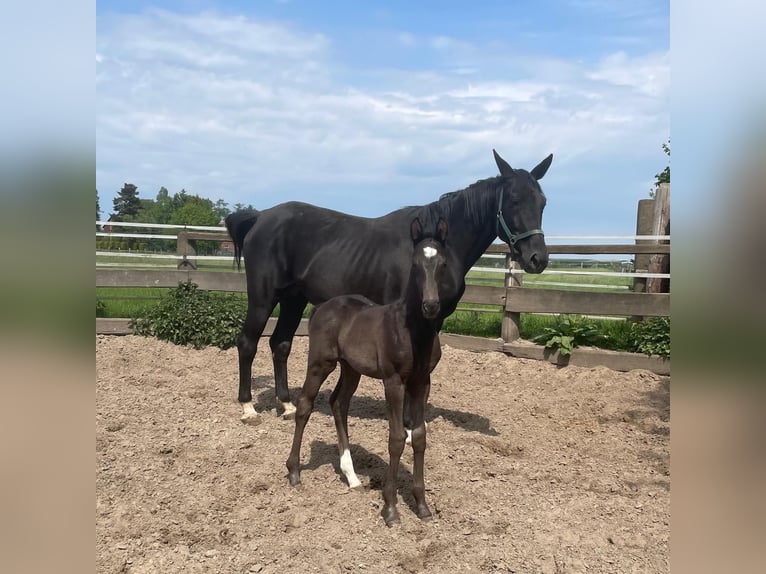 Hanoverian Stallion 1 year 17 hh Black in Wagenfeld