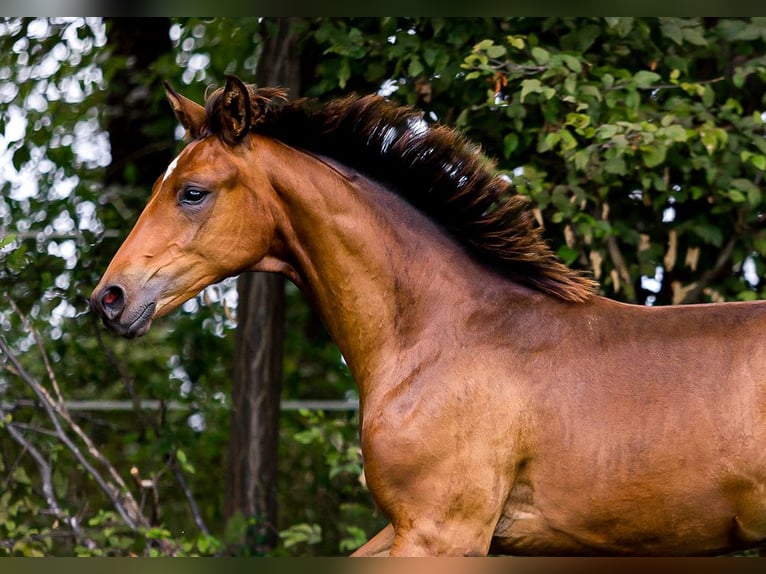 Hanoverian Stallion 1 year 17 hh Brown in Neu-Eichenberg