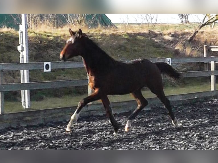 Hanoverian Stallion 1 year 17 hh Brown in Neu-Eichenberg