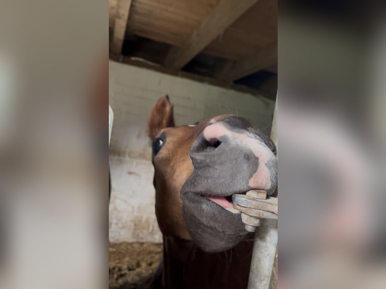 Hanoverian Stallion 1 year 17 hh Brown in Norden