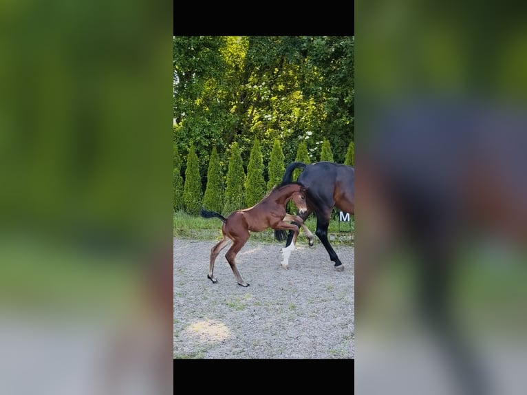 Hanoverian Stallion 1 year 17 hh Brown in Vejeb