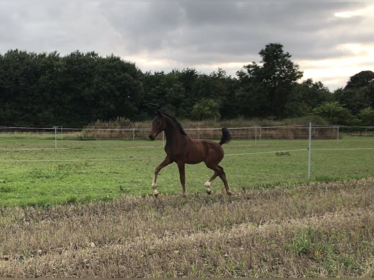 Hanoverian Stallion 1 year 17 hh Brown in Vejeb