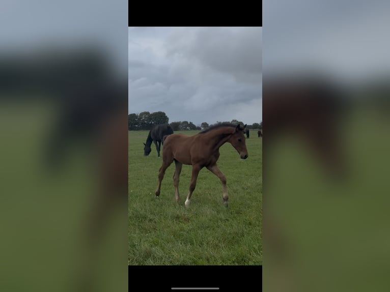 Hanoverian Stallion 1 year 17 hh Brown in Vejeb