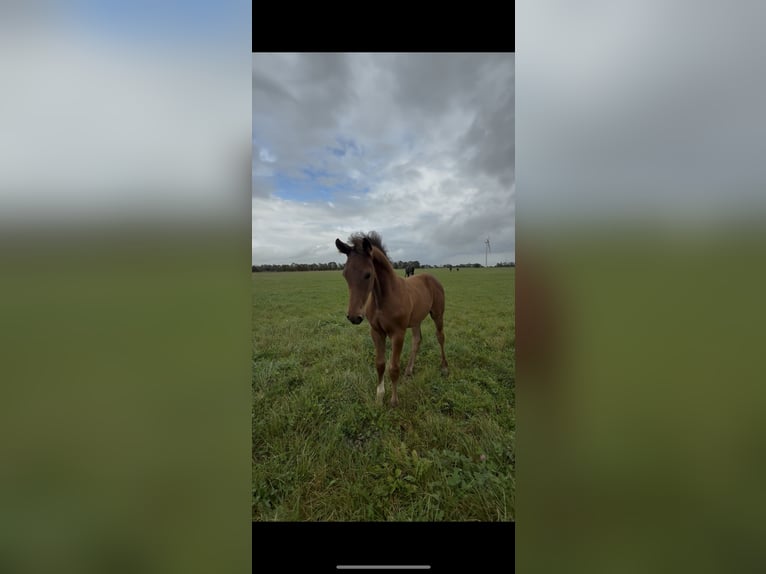 Hanoverian Stallion 1 year 17 hh Brown in Vejeb