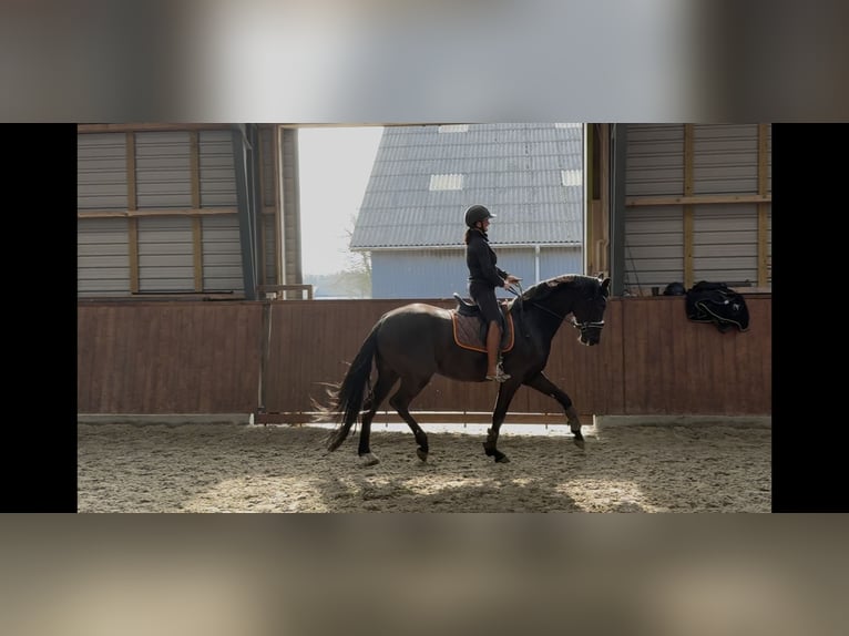 Hanoverian Stallion 1 year 17 hh Brown in Vejeb