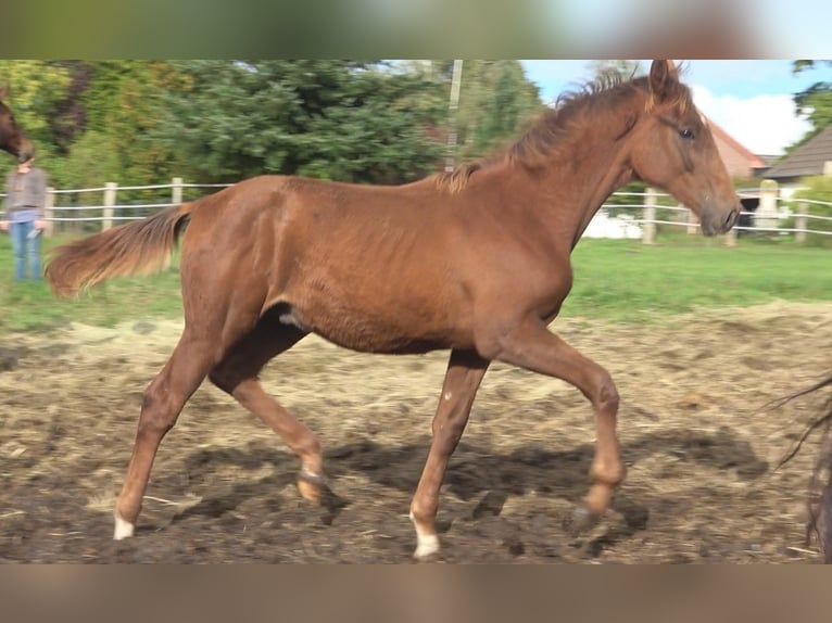 Hanoverian Stallion 1 year 17 hh Chestnut in Ratekau