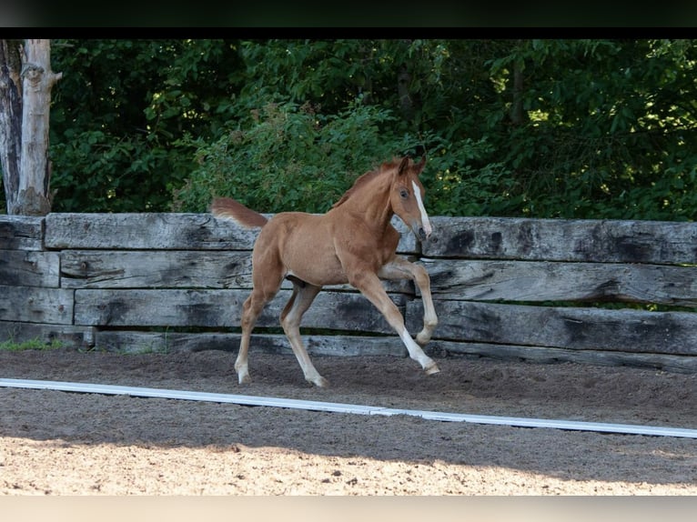 Hanoverian Stallion 1 year 17 hh Chestnut-Red in Buseck