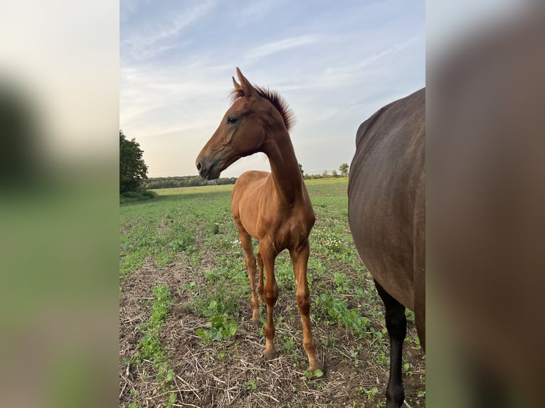 Hanoverian Stallion 1 year 17 hh Chestnut-Red in Calberlah