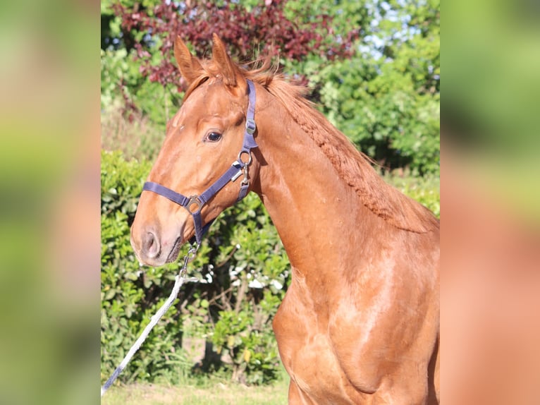 Hanoverian Stallion 1 year 17 hh Chestnut-Red in Selsingen