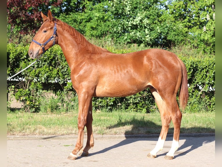 Hanoverian Stallion 1 year 17 hh Chestnut-Red in Selsingen