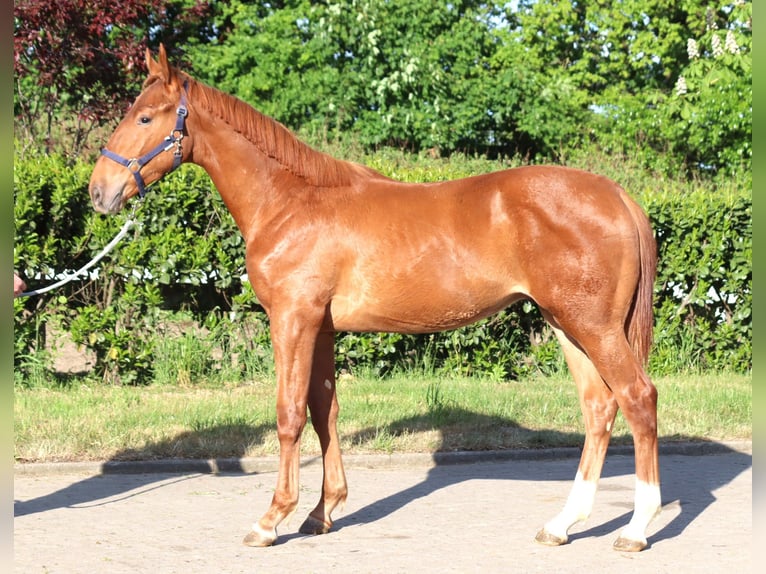Hanoverian Stallion 1 year 17 hh Chestnut-Red in Selsingen
