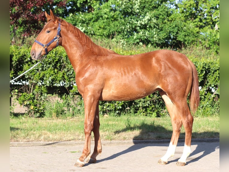 Hanoverian Stallion 1 year 17 hh Chestnut-Red in Selsingen