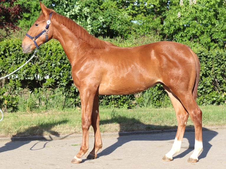 Hanoverian Stallion 1 year 17 hh Chestnut-Red in Selsingen