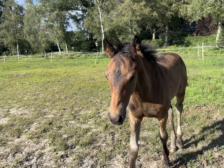 Hanoverian Stallion 1 year Bay-Dark in Ganderkesee