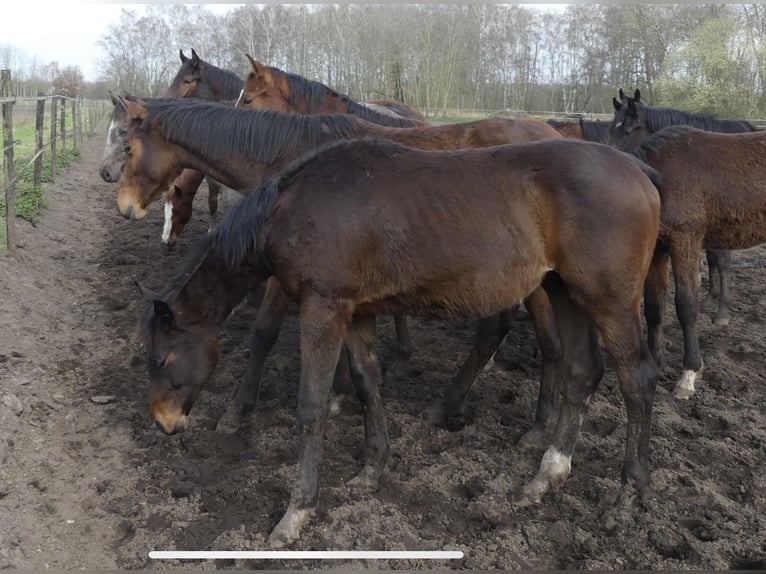 Hanoverian Stallion 1 year Bay-Dark in Langenhagen