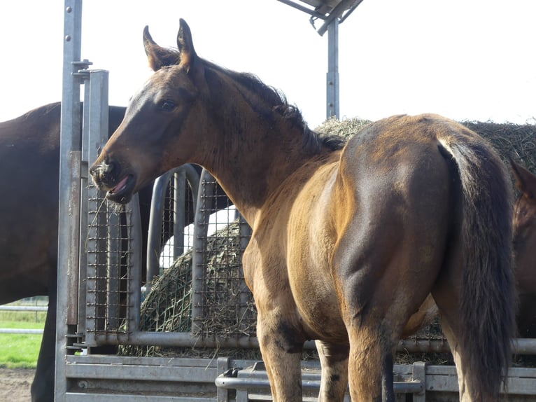 Hanoverian Stallion 1 year Bay-Dark in Langenhagen