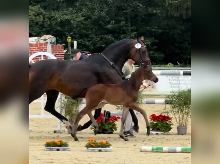 Hanoverian Stallion 1 year Bay-Dark in Rees