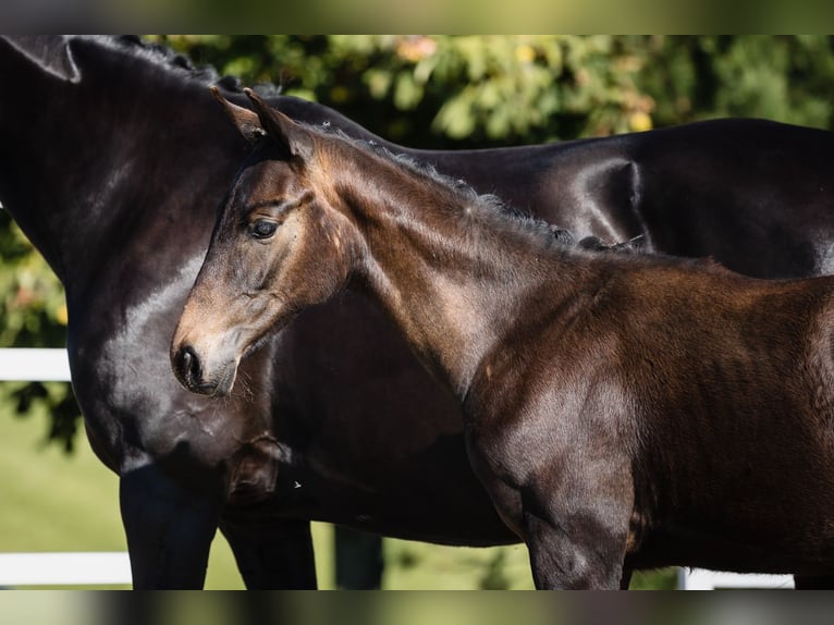 Hanoverian Stallion 1 year Bay-Dark in DUSZNIKI