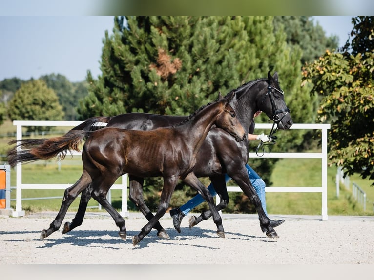 Hanoverian Stallion 1 year Bay-Dark in DUSZNIKI