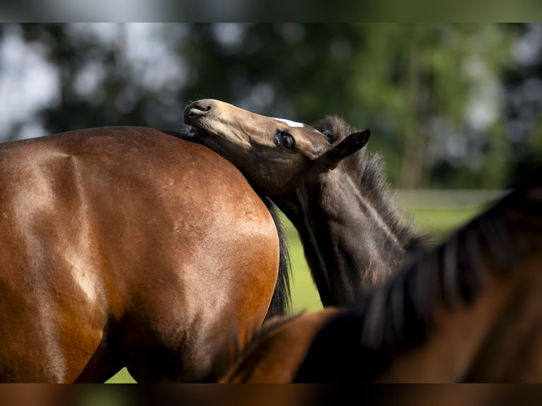 Hanoverian Stallion 1 year Bay-Dark in Winsen (Luhe)